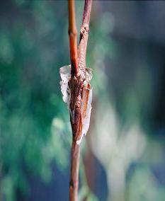 C嫁接成活後，傷口癒合把接合封口膜撐開。