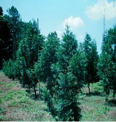 D嫁接成活苗木定植成為種子園，圖為位於六龜之5年生種子園