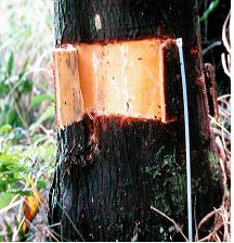 A於樹幹基部剝皮，於上下各畫一刀，再於中間撥開兩邊樹皮