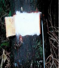 B填入脫脂棉於內側 