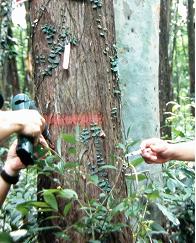 D用注射針筒將激勃素予以施打進入孔內