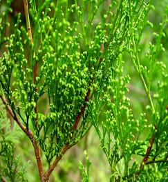 A經激勃素之處理誘導台灣肖楠分花雄、雌花芽