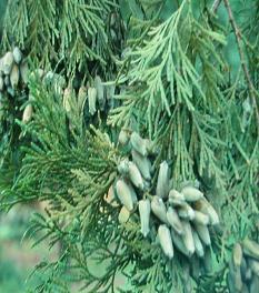 B台灣肖楠毬果逐漸發育成熟