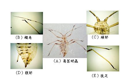 附圖　萵苣蚜蟲個體(A)及其觸角(B)、頭部(C)、腹部(D)與後足(E)特徵照片