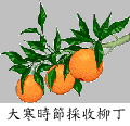 大寒時節採收柳丁