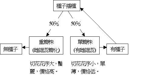 附圖 紫羅蘭播種之後代與單重瓣之關係