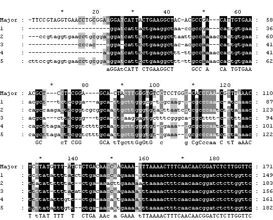 圖5 不同種酵母菌的ITS序列資訊，進行序列比對後可以發現歧異大及保守的區域，有豐富的資訊價值