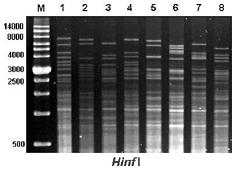 圖6 同樣的發酵用菌種S. cerevisiae，不同商業品系可以用粒線體基因限制片段長度多型性來分析