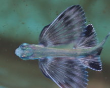 圖右：孵化後63天的斑鰭飛魚幼魚