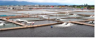 臺灣的養殖漁業也反映了產業發展與環境品質之間的兩難 