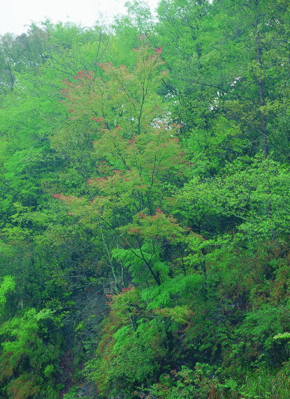 森林是台灣的主要命脈