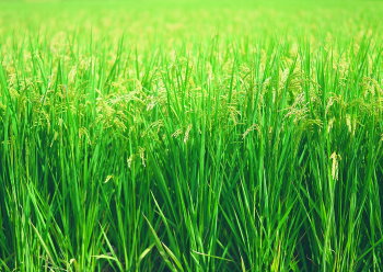 農業生產目標旨在「穩定農產價格,提昇農民所得」 農業生產目標旨在「穩定農產價格,提昇農民所得」