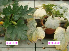 本場抗白粉病新品種（左）病斑輕微、同時種植之商業品種（右）則罹病嚴重 