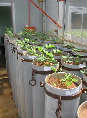 圖 4 　 ICRISAT 溫室內進行各種旱地作物之耐旱性試驗 