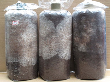 圖 9 　纖維還原液體菌種在太空包生長呈不規則狀（科技處提供） 