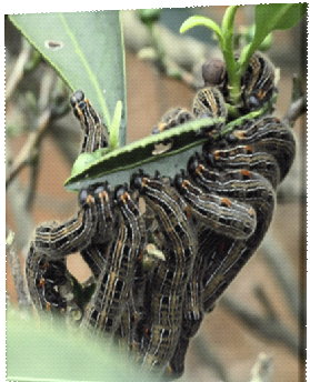 圖1　茶蠶幼蟲取食茶葉危害情形（茶改場提供）