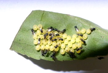 圖 2 　茶蠶黑卵蜂寄生茶蠶卵情形（茶改場提供） 