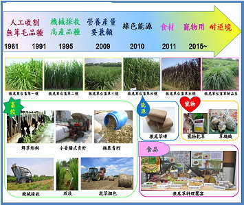 狼尾草品種多元化利用 狼尾草品種多元化利用