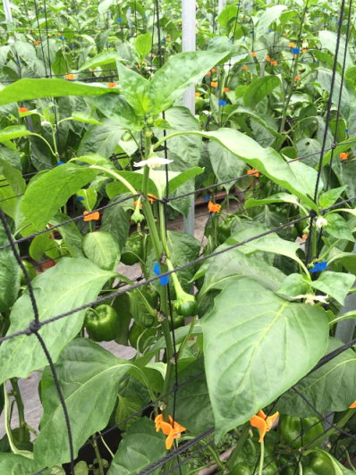 圖1 甜椒為連續採收作物之生育模式,植株上同時存在花與果實 圖1 甜椒為連續採收作物之生育模式,植株上同時存在花與果實