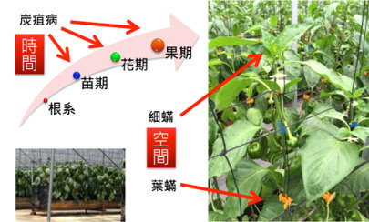 圖 13 甜椒關鍵害物用藥時機與施藥部位之時間與空間交互關係圖 圖 13 甜椒關鍵害物用藥時機與施藥部位之時間與空間交互關係圖