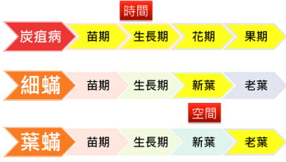 圖 13 甜椒關鍵害物用藥時機與施藥部位之時間與空間交互關係圖 圖 13 甜椒關鍵害物用藥時機與施藥部位之時間與空間交互關係圖