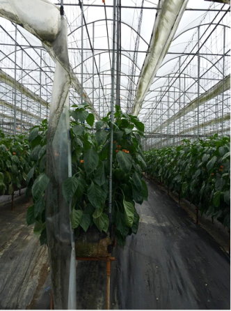 圖 3 南投縣信義鄉設施甜椒之離地介質栽培方式 圖 3 南投縣信義鄉設施甜椒之離地介質栽培方式