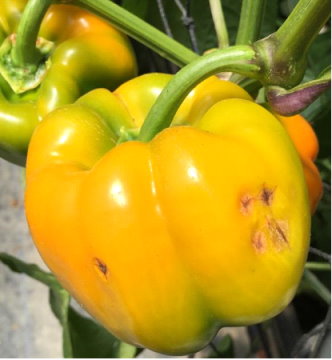 圖 5 甜椒炭疽病病徵 圖 5 甜椒炭疽病病徵