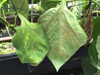 圖 7 甜椒下位葉受葉蟎危害情形 圖 7 甜椒下位葉受葉蟎危害情形