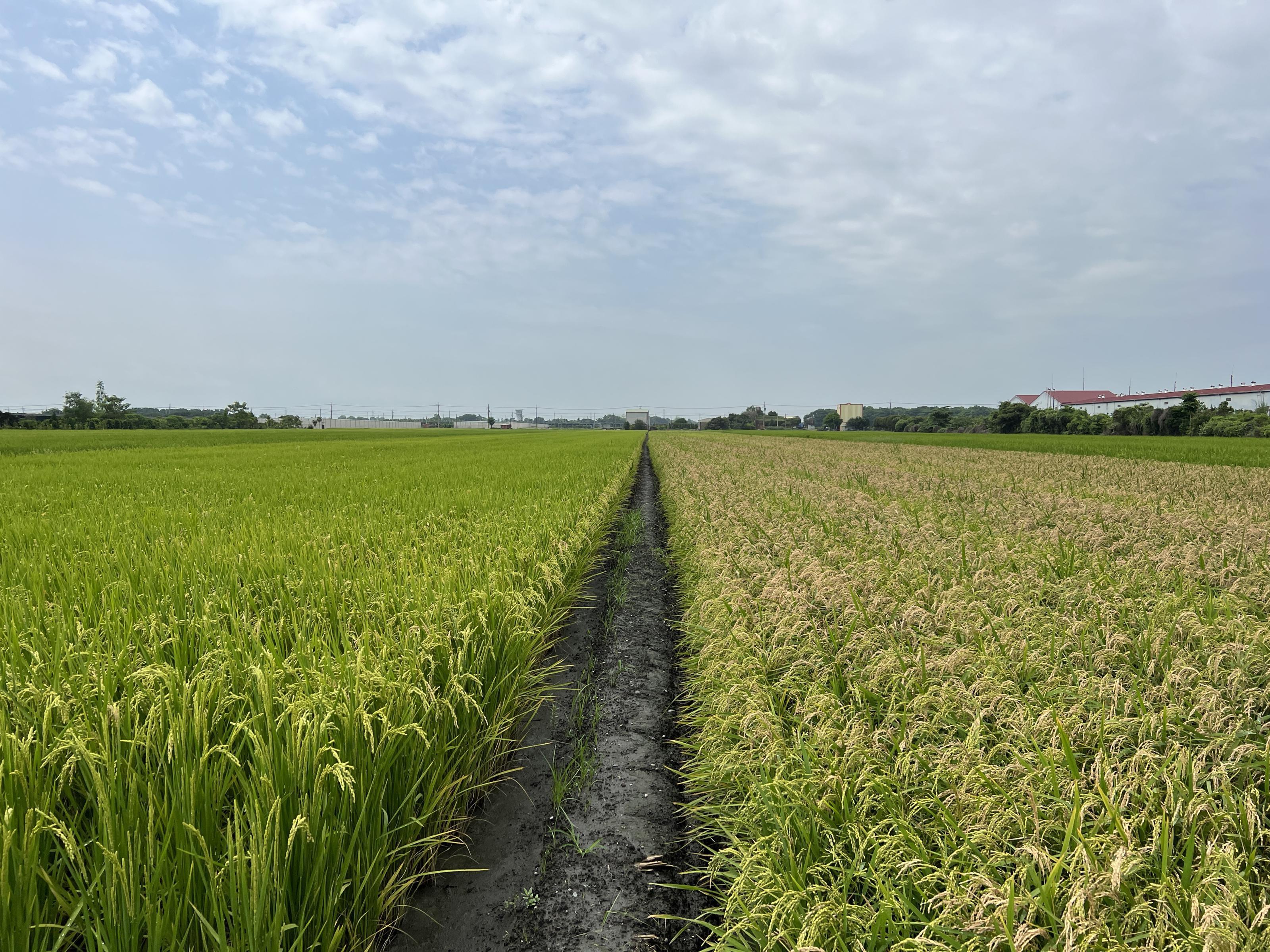 管理不善田區的水稻稻穗嚴重罹患穗稻熱病(右邊田區)